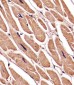 ACTA1/alpha-actin Antibody (C-term)